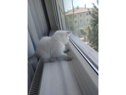 British shorthair yavru (dişi)