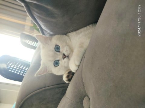 6 aylık erkek scottish shorthair silver point oğlum