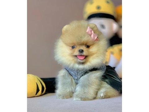 Safkan pomeranian boo yavrularımız