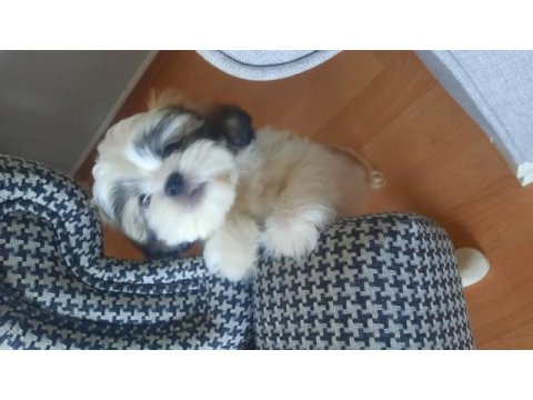 Yakışıklı shih tzu oğlum