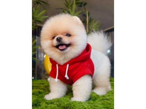 Üst düzey belgeli pomeranian boo yavrularımız