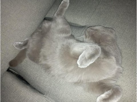Eşyalarıyla 8 aylık dişi british shorthair