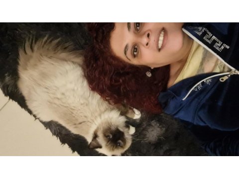 Kısırlaştırılmamış biri dişi ve biri erkek 8 aylık ragdoll
