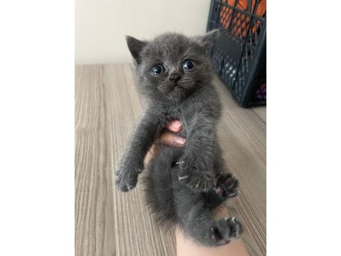 4 british shorthair yavru kedi