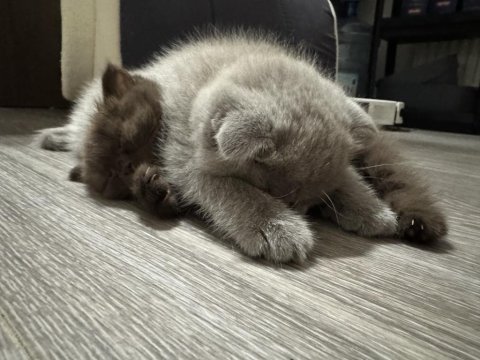 2 aylık kedilerimize yuva arıyoruz