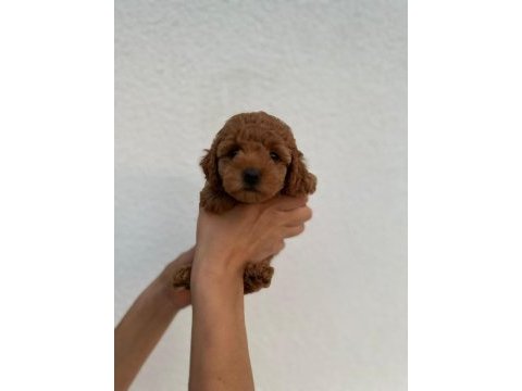 Toy poodle yavrular