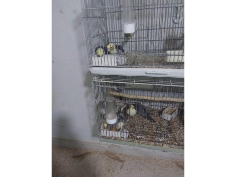 Yeni yeme düşmüş sultan papağanlar