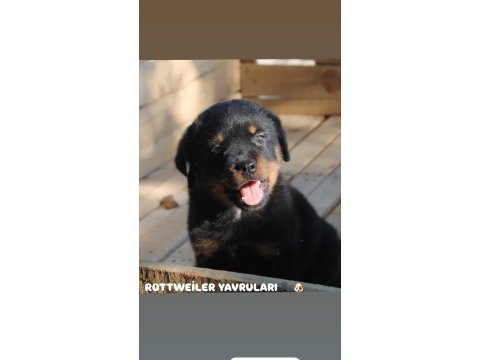Rottweiler yavruları güç asil duruş ve sadakat