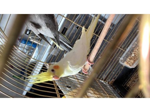 Lutino albino yavru sultan papağanı