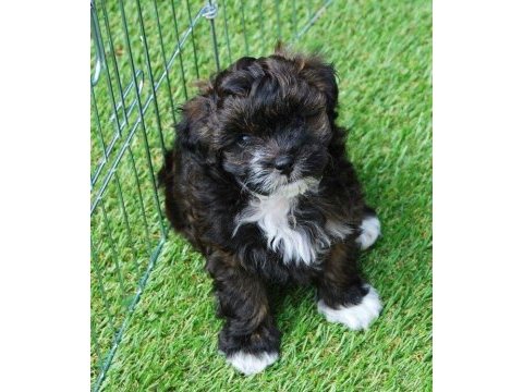 Eşsiz kalitede maltipoo