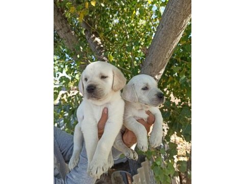 Labrador yavruları a kalite tüm illere gönderim