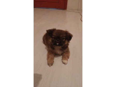 Acill istanbul içi uyguna 55 günlük pekinez