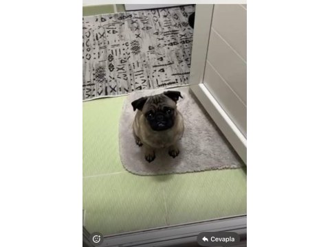 13 aylık pug dişi wc eğitimli