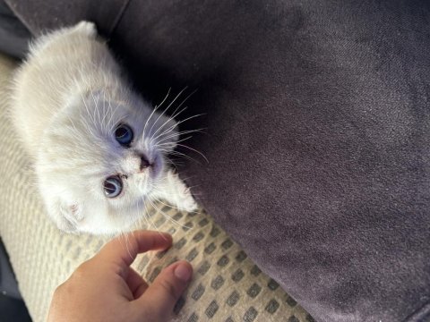 Scottish fold kedimiz