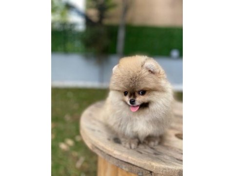 Safkan orjinal pomeranian yavruları