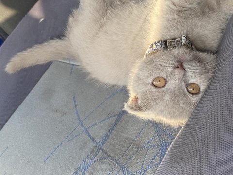 Bebek gibi yavru scottish fold