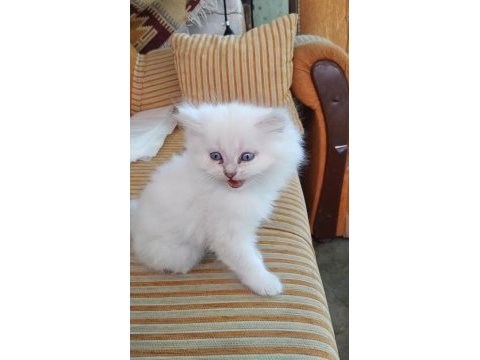 British longhair