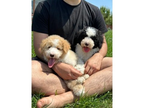 Türkiyenin tek doodle çiftliğinin eşsiz bebekleri