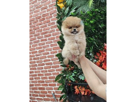 Pomeranian yavrular