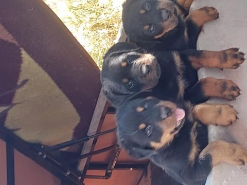 Irk garantili rottweiler yavruları