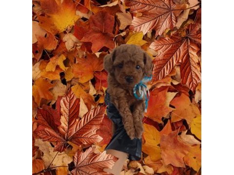 Büyümeyecek gerçek toy poodle