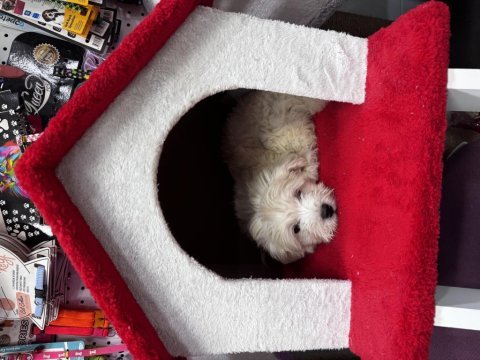 Maltese terrier köpeğimiz