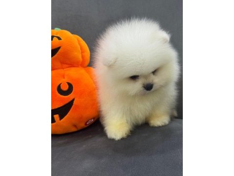 Nadir olan kar beyaz pomeranian yavrularımız