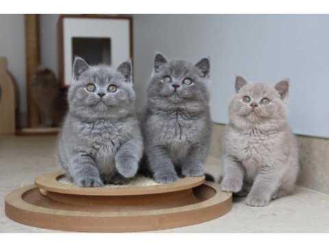 Ankara nın en güzel british shorthair yavruları