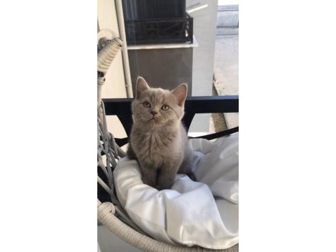 British shorthair yavruları