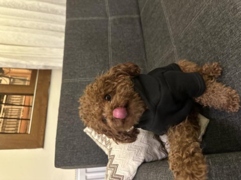 Kore poodle oğlumuza dişi arıyoruz eşleşme ilanı
