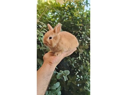Orjinal cüce ve mini lop tavşanlarımız netherland dwarf