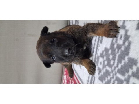 Rezerveye acık safkan belçika malinois yavrular