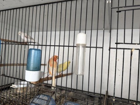 Dişi erkek kanarya türleri
