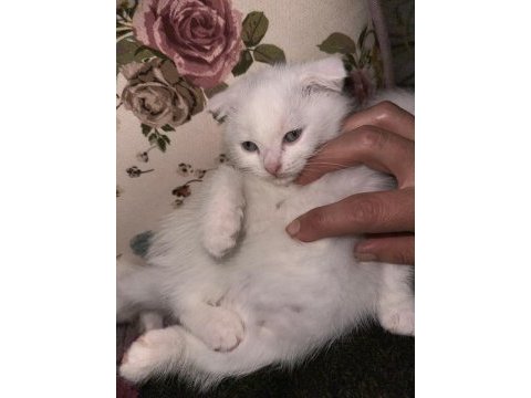 Kedilerimizi ücretsiz sahiplendireceğiz