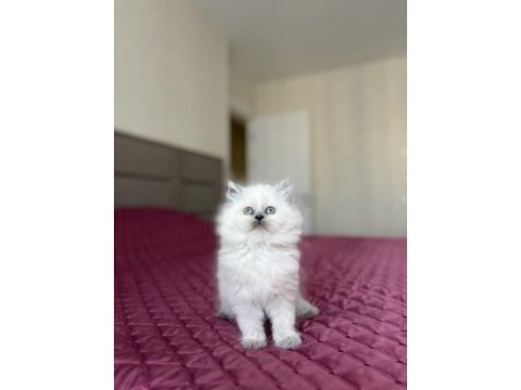 Brıtısh longhair yavrular 