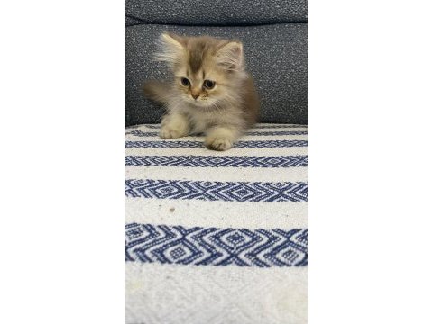 4 tatlı kardeş kediler