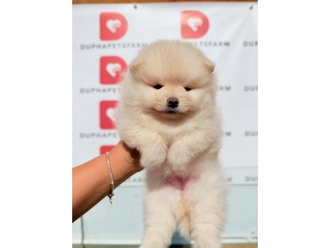 Ayıcık yüzlü sevimli pomeranian yavrularımız
