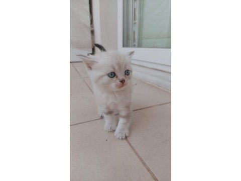 British shorthair yavru kediler