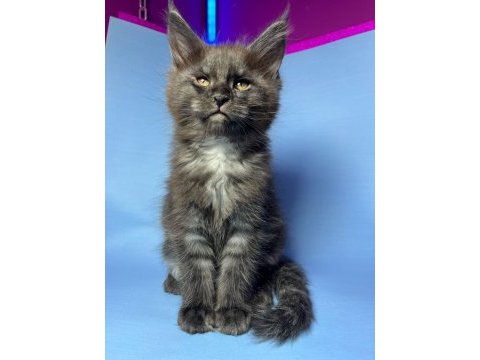 Dev bebekler 2 aylık maine coon yavrular