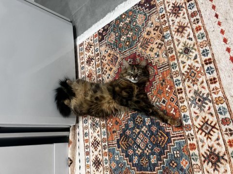 Kedimiz pakize su’ya yuva arıyoruz