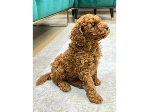Orjinal toy poodle