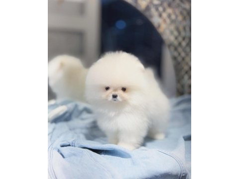 Krem renk pomeranian