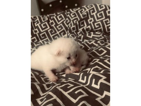 British shorthair bebeklerimiz sahiplendirilcektir