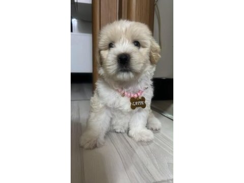 Küçük sevgi dolu köpeğimize ömürlük yuva arıyoruz