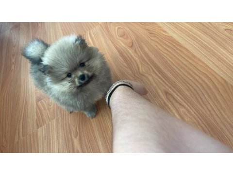 Bebek pomeranian erkek yavru