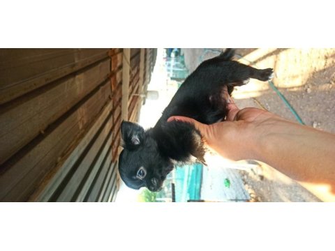 Şivava uzun tüylü (chihuahua)