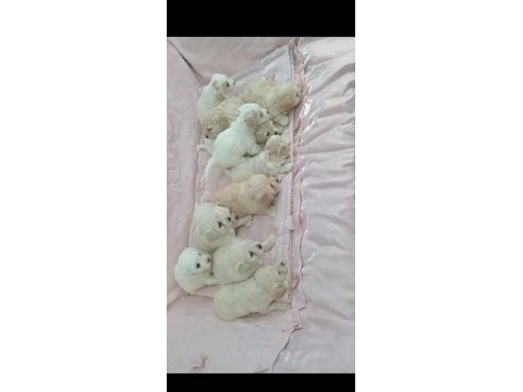 Irk ve sağlık garantili maltıpoo yavrular