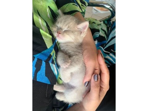British shorthair orjinal sevimli yavru kedi lılac