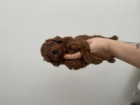 En koyu renk aşılı kore poodle yavrular