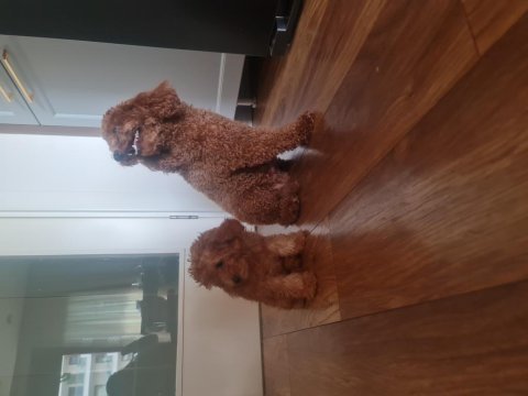 Yakışıklı bal poodle
